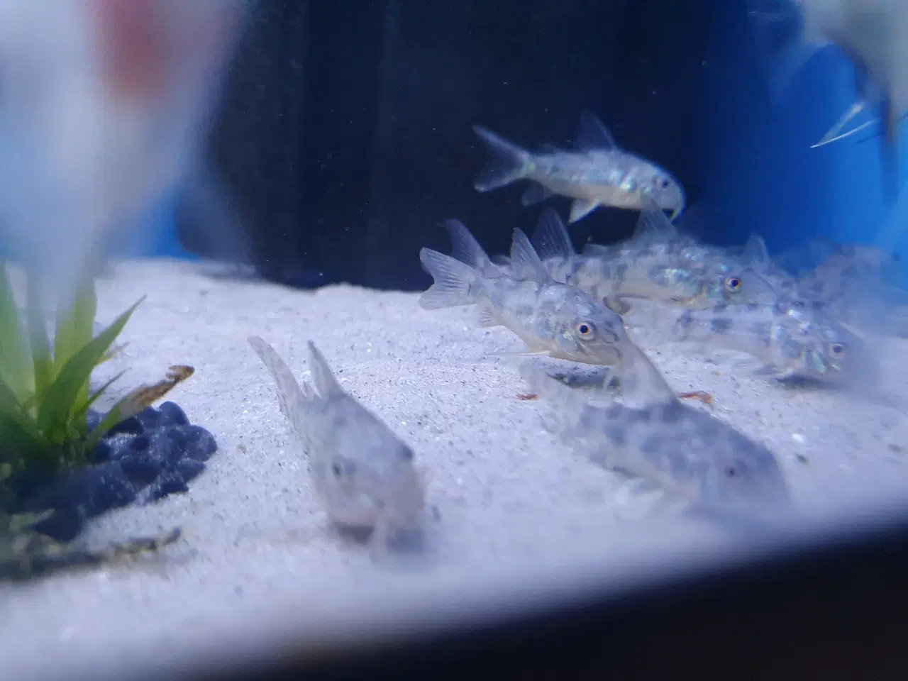 Billede 12 - Plettet pansermaller (Corydoras paleatus)