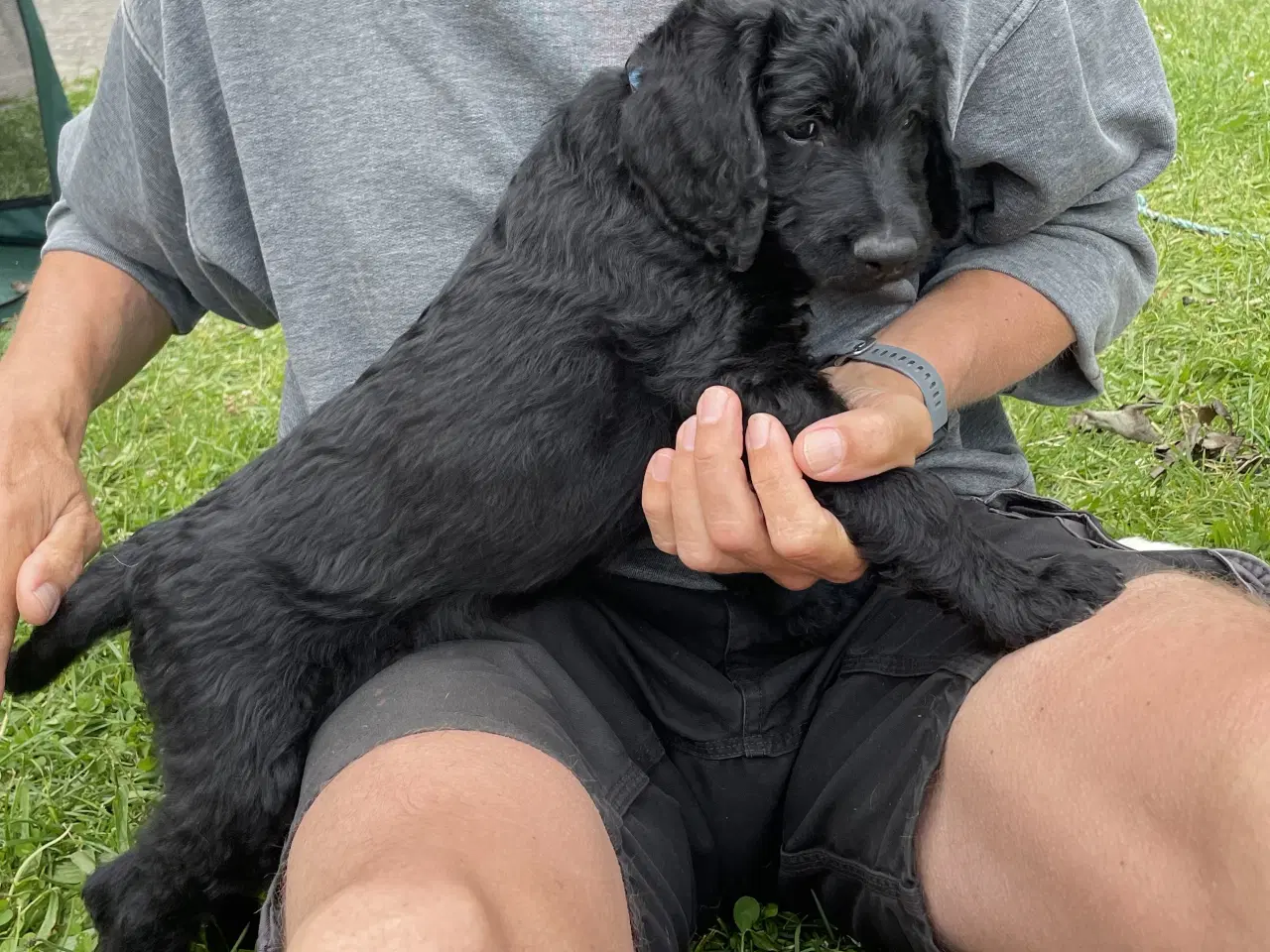 Billede 3 - Labradoodle Hvalpe