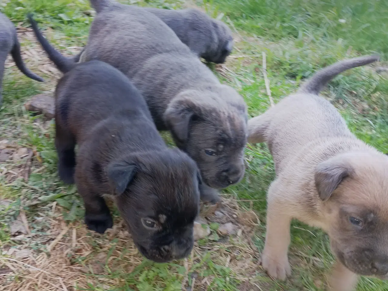 Billede 4 - Cane Corso hvalpe med de sødeste blå øjne 