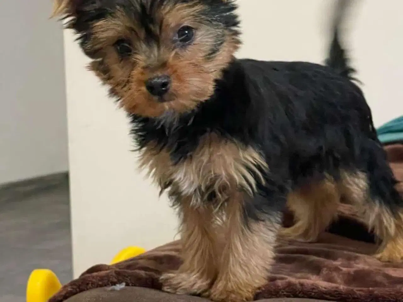 Billede 1 - Yorkshire terrier 