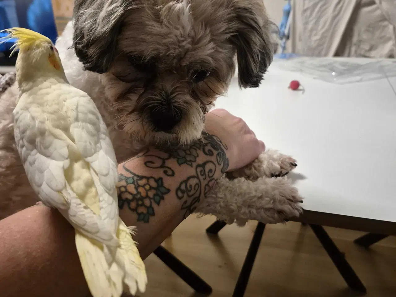 Billede 1 - Nymfeparakit med nyt bur