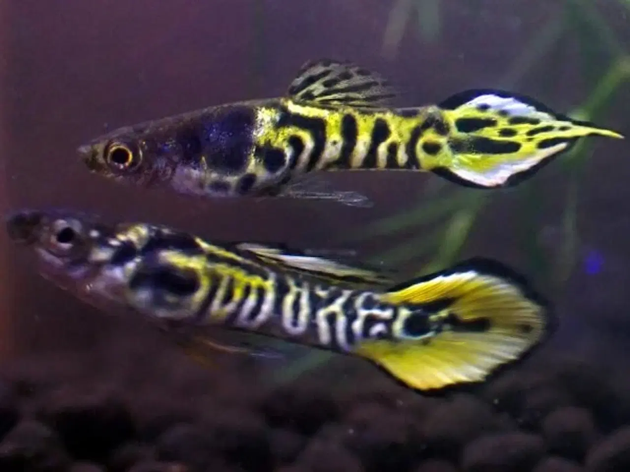 Billede 2 - Renstammede Tiger Endler Guppy