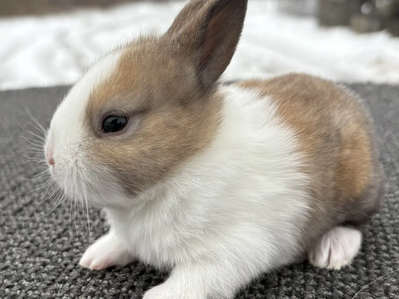 Billede 1 - HOLLÆNDER HUN MADAGSACAR