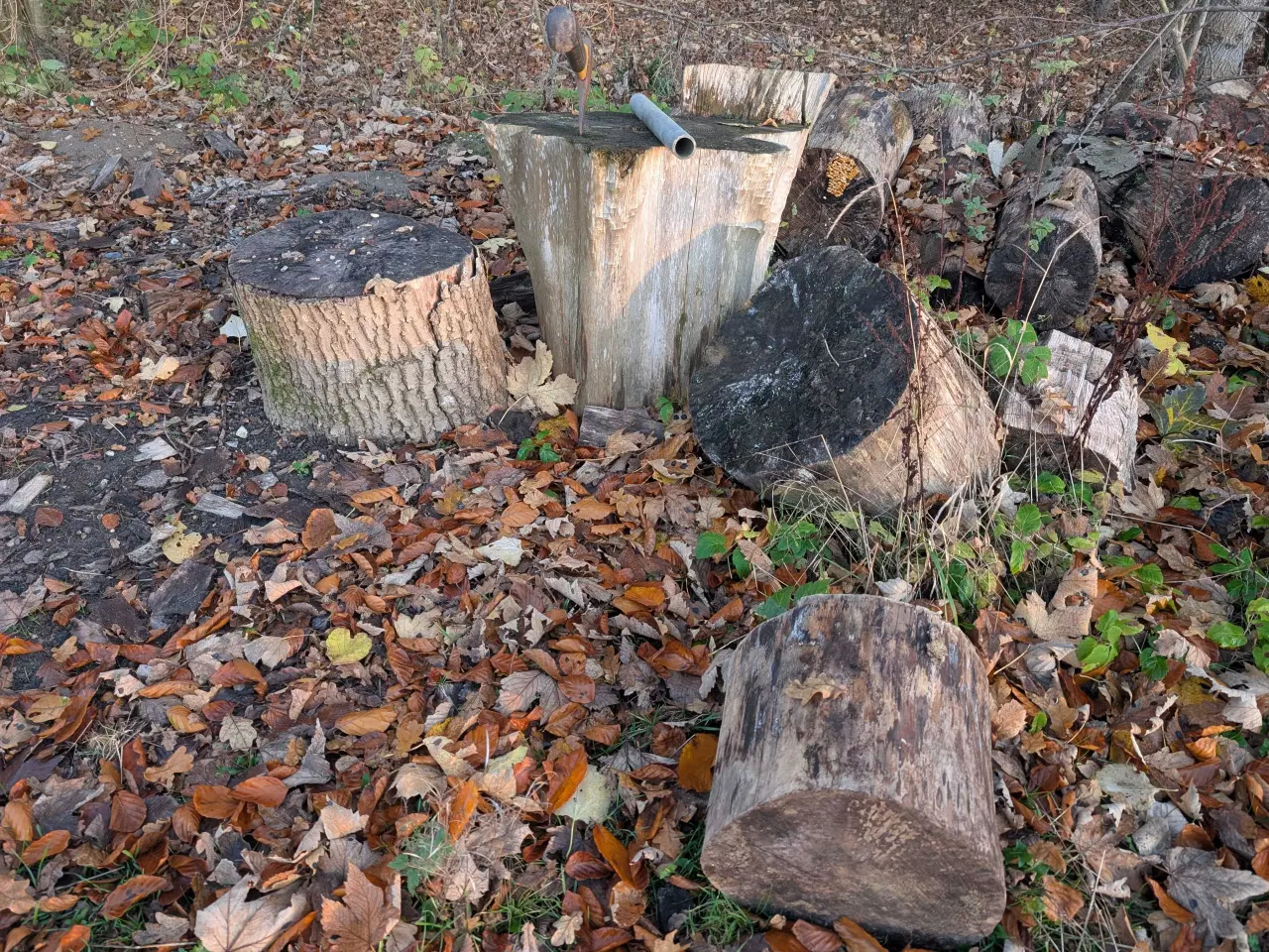 Billede 4 - Savet træ til brænde