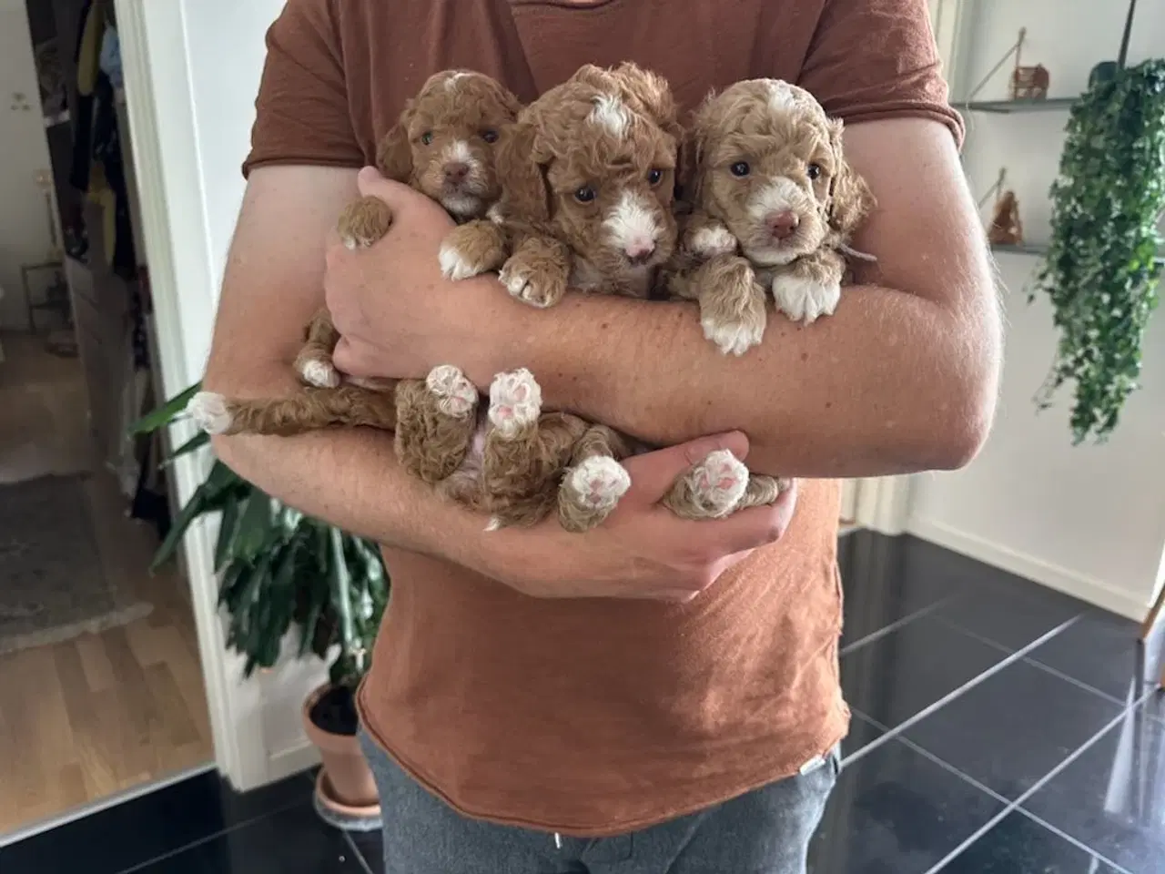 Billede 14 - Vores 2 dværgpuddel har fået 3 hundehvalpe 