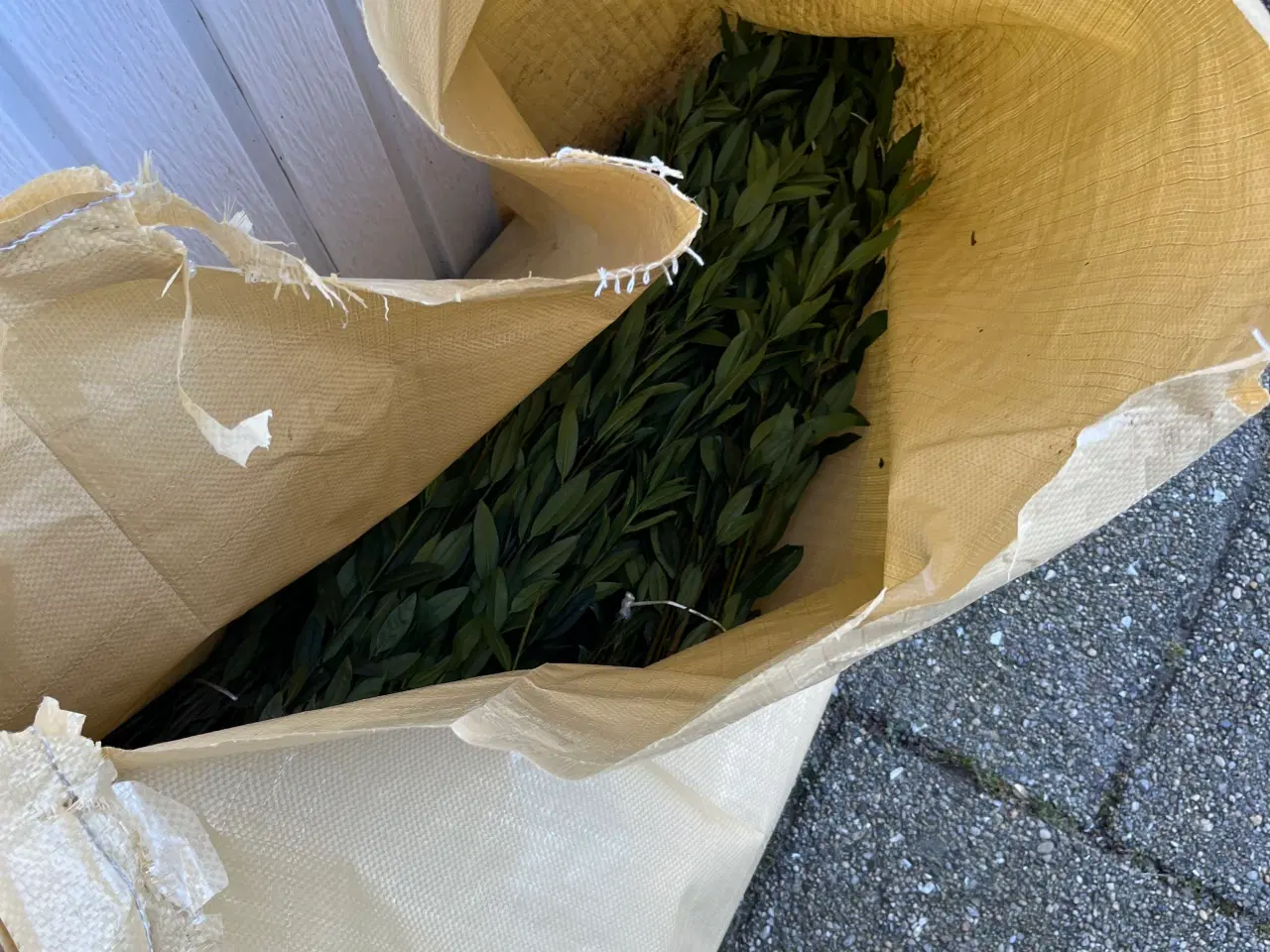 Billede 2 - Liguster hæk planter 50cm til 80cm