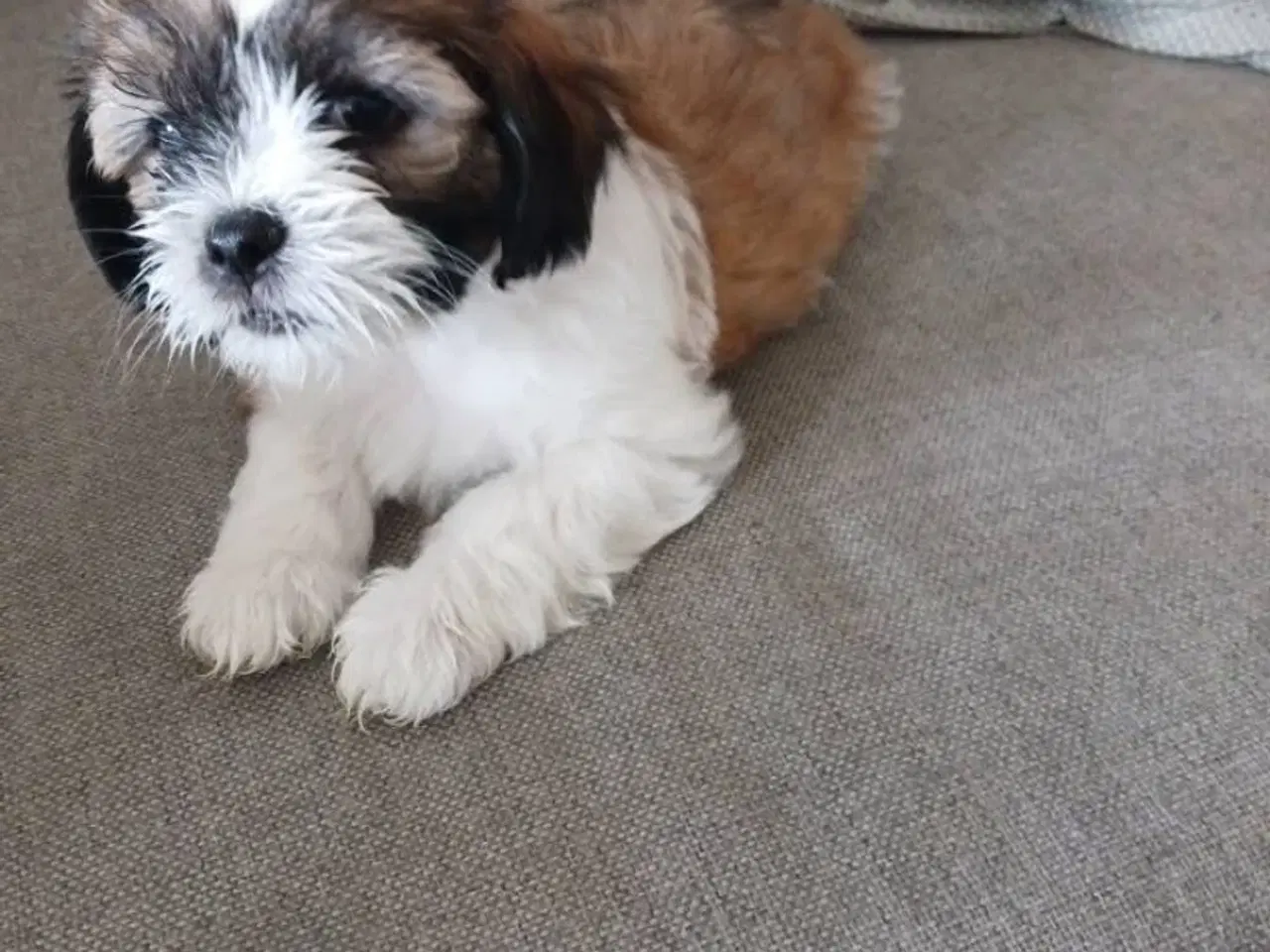 Billede 2 - Shih tzu / Lhasa apso til salg, overtagelse d.16/7
