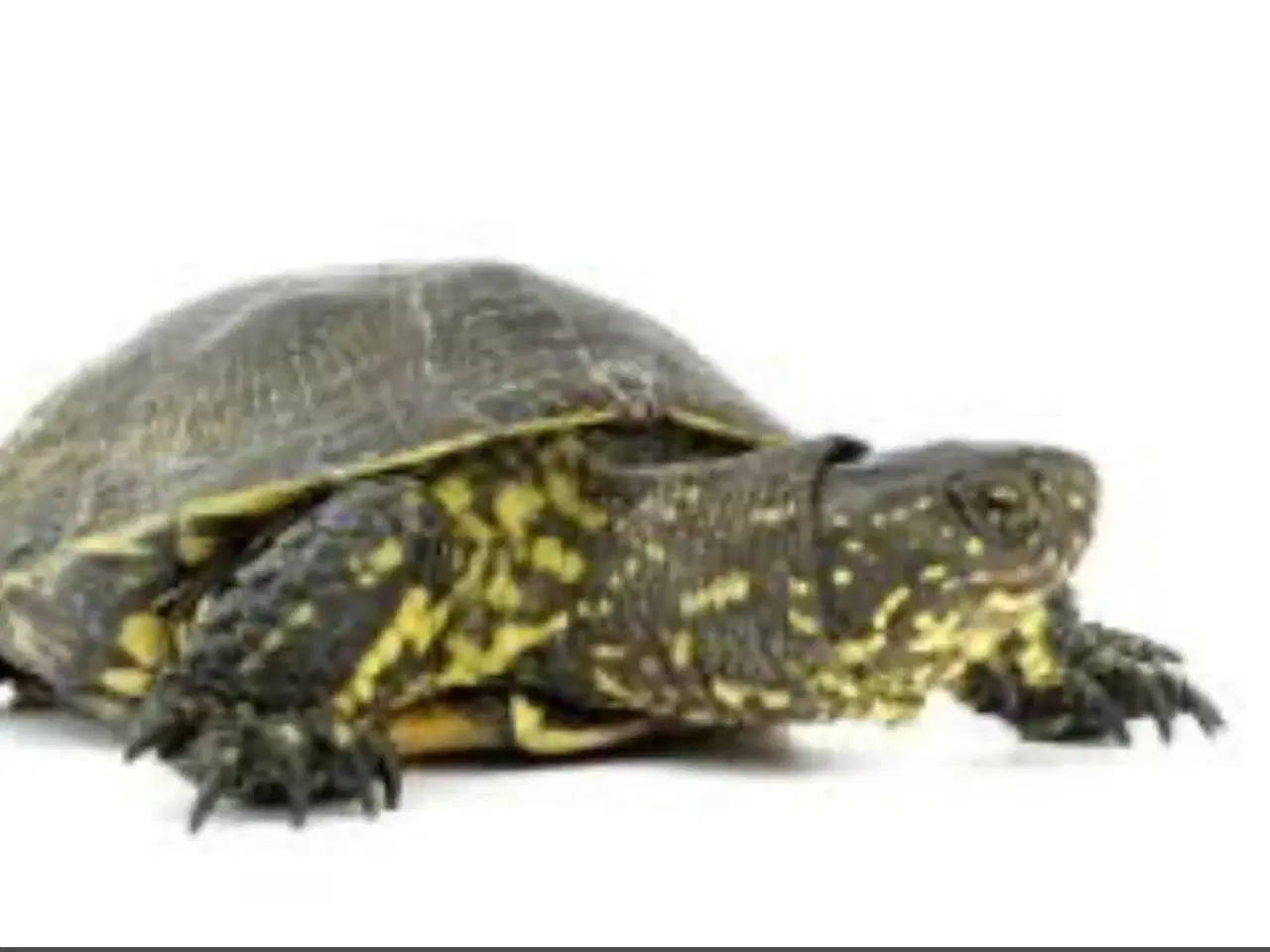 Billede 1 - Søger 2 sumpskildpadder