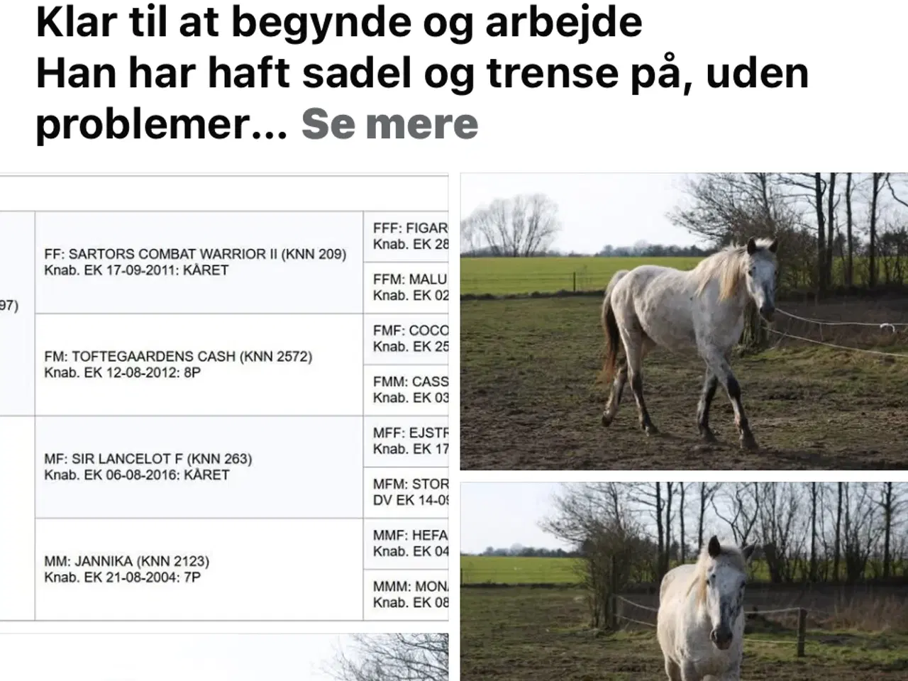 Billede 2 - Knabstrupper 