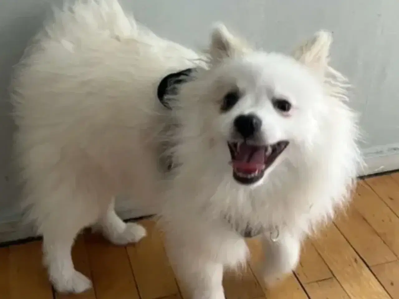Billede 1 - Sød Pomeranian søger nyt hjem