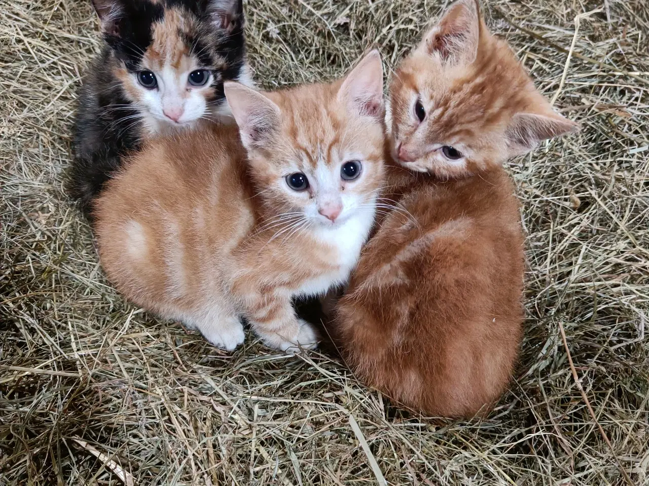 Billede 2 - 2 røde hankatte og 1 hunkat