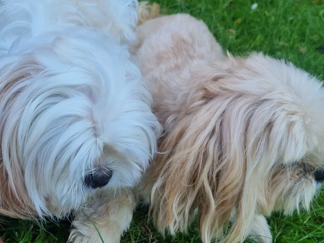 Billede 2 - Dejligt Boomer til julegaveidé