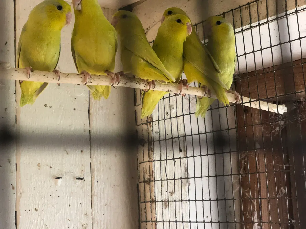 Billede 1 - Spurvepapegøjer sælges samlet 5