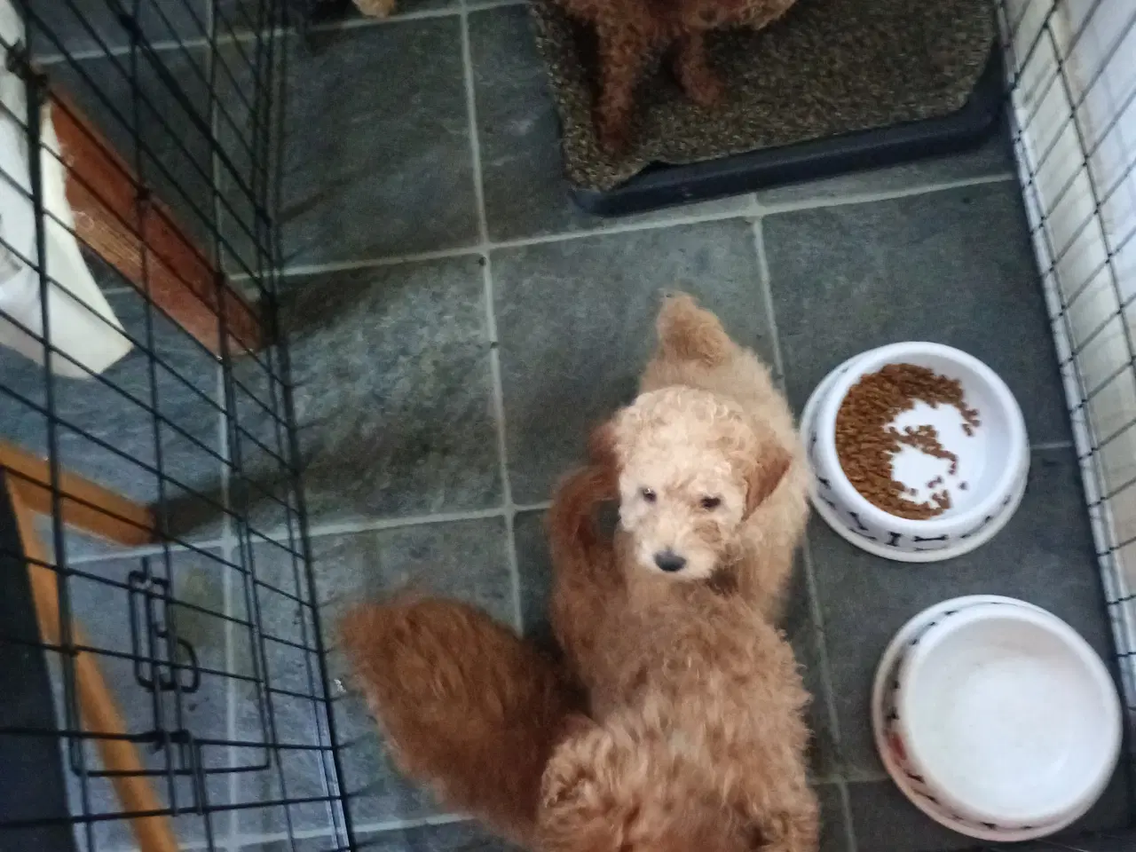 Billede 3 - Dværg puddel hvalpe