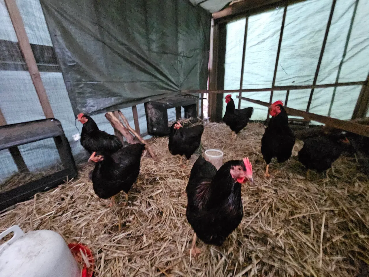 Billede 5 - Rugeæg af RIR- Rhode Island Red 