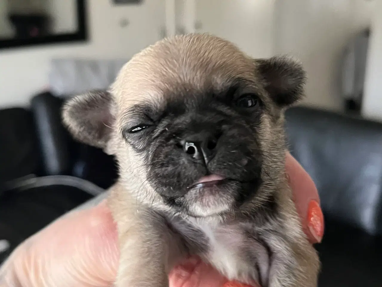 Billede 9 - Mops og malteser blanding 