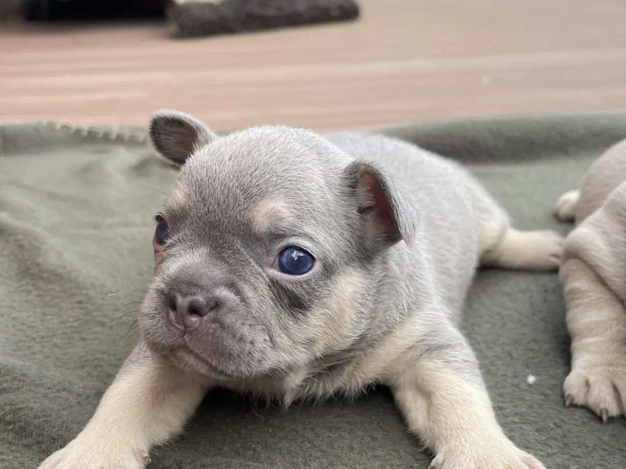 Billede 12 - Fransk bulldog hvalpe