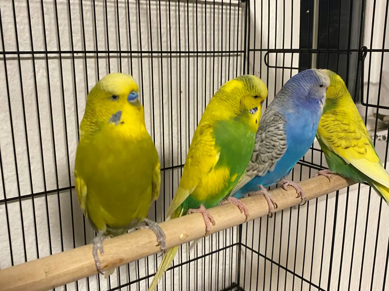 Billede 1 - Engelske undulater 