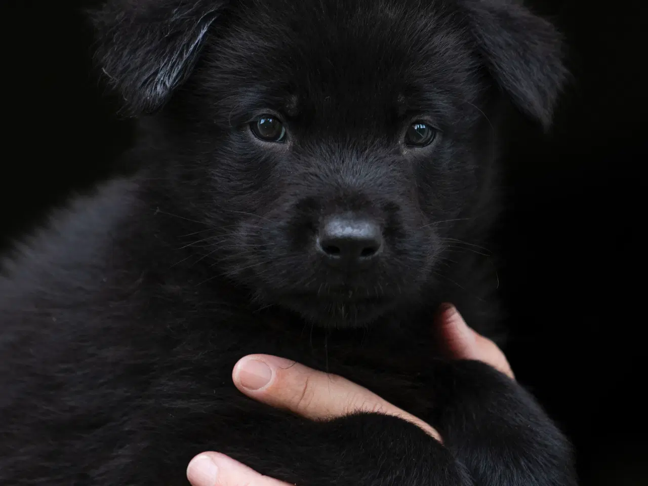 Billede 9 - Labrador schæfer hvalpe klar til nye hjem 