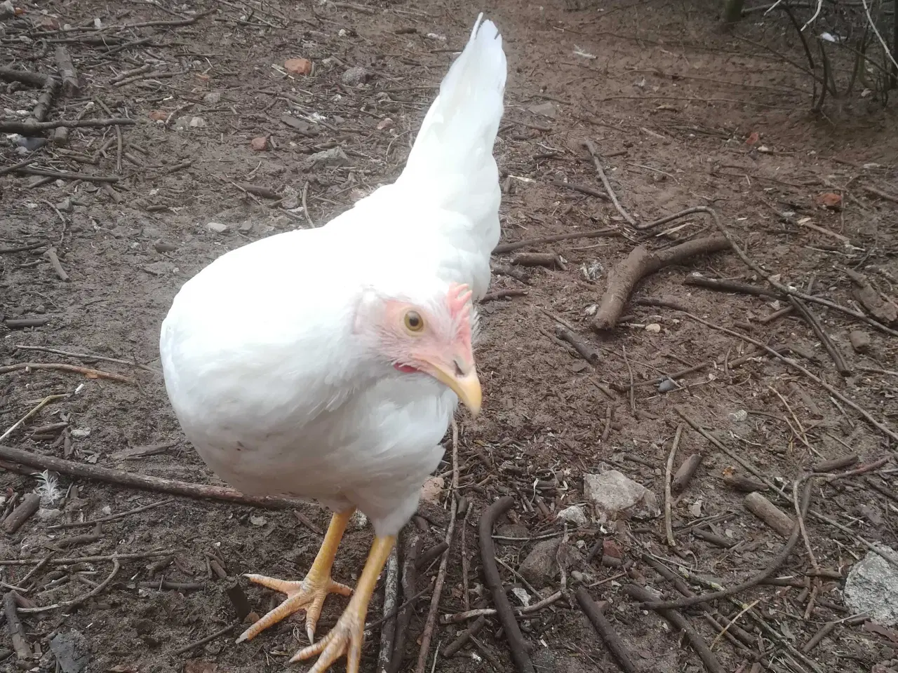 Billede 8 - Rigtig god ægge lægger hvide Italiener 