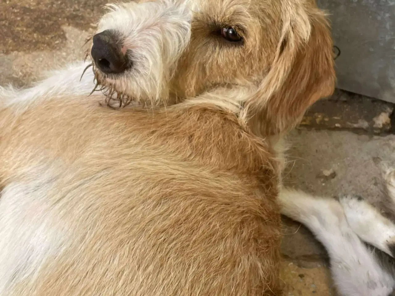 Billede 4 - Skønne Baku søger sit 4ever hjem