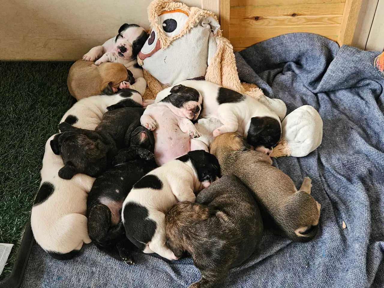 Billede 7 - Fransk bulldog og beagle blandinger født 30/10