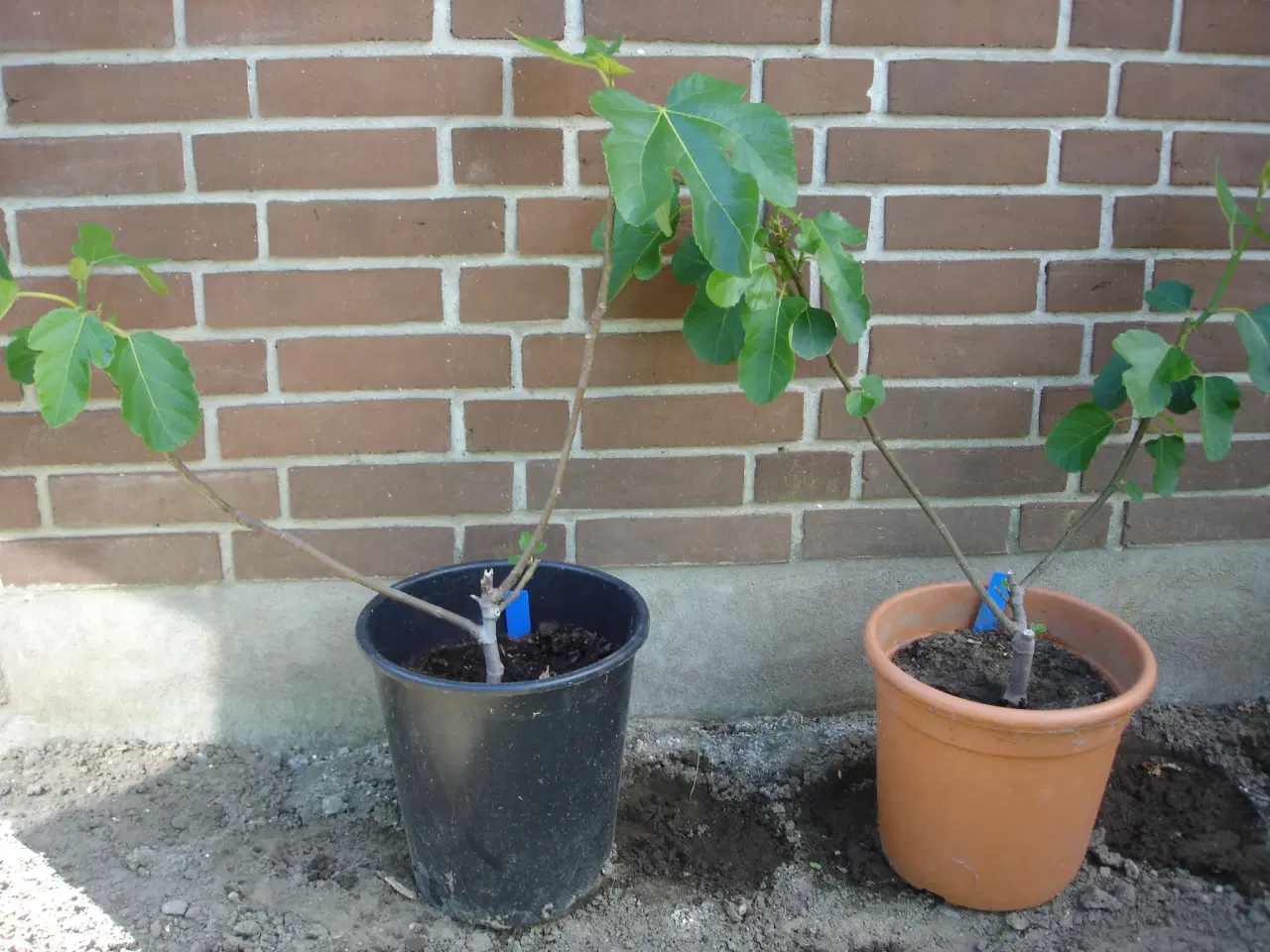 Billede 6 - Figenplanter "Bornholmerfigen"