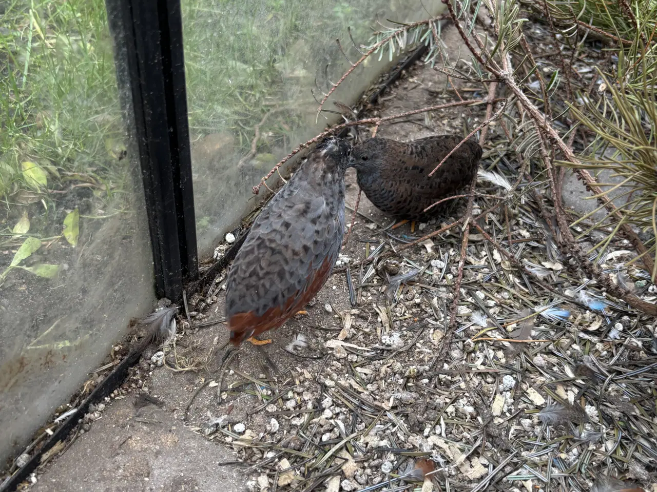 Billede 3 - Kinesiske dværg vagtler sælges.  (Esbjerg)