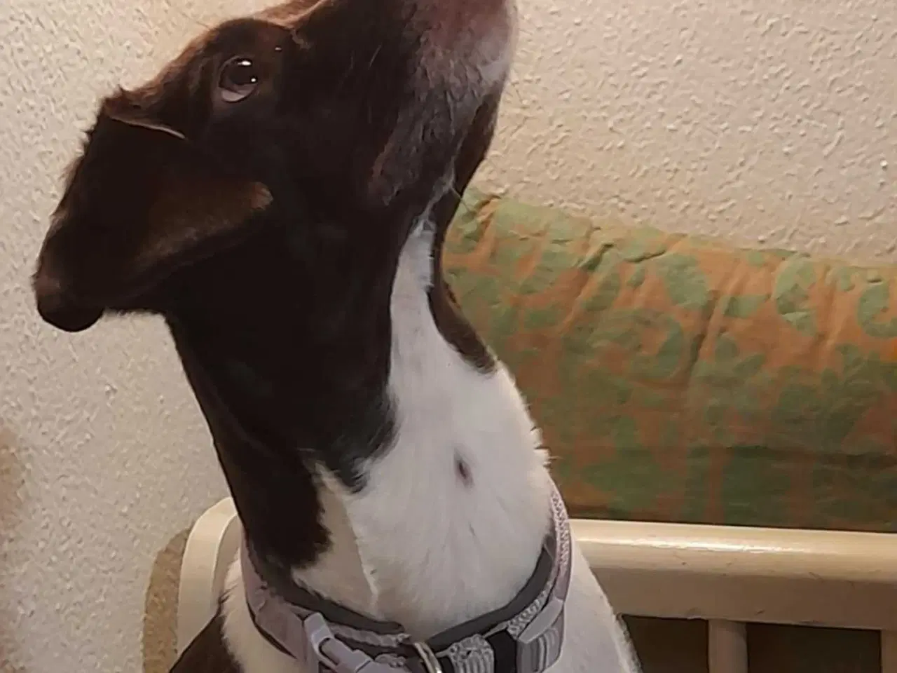 Billede 9 - Dansk svensk gårdhund/Ft. Cocker spaniel