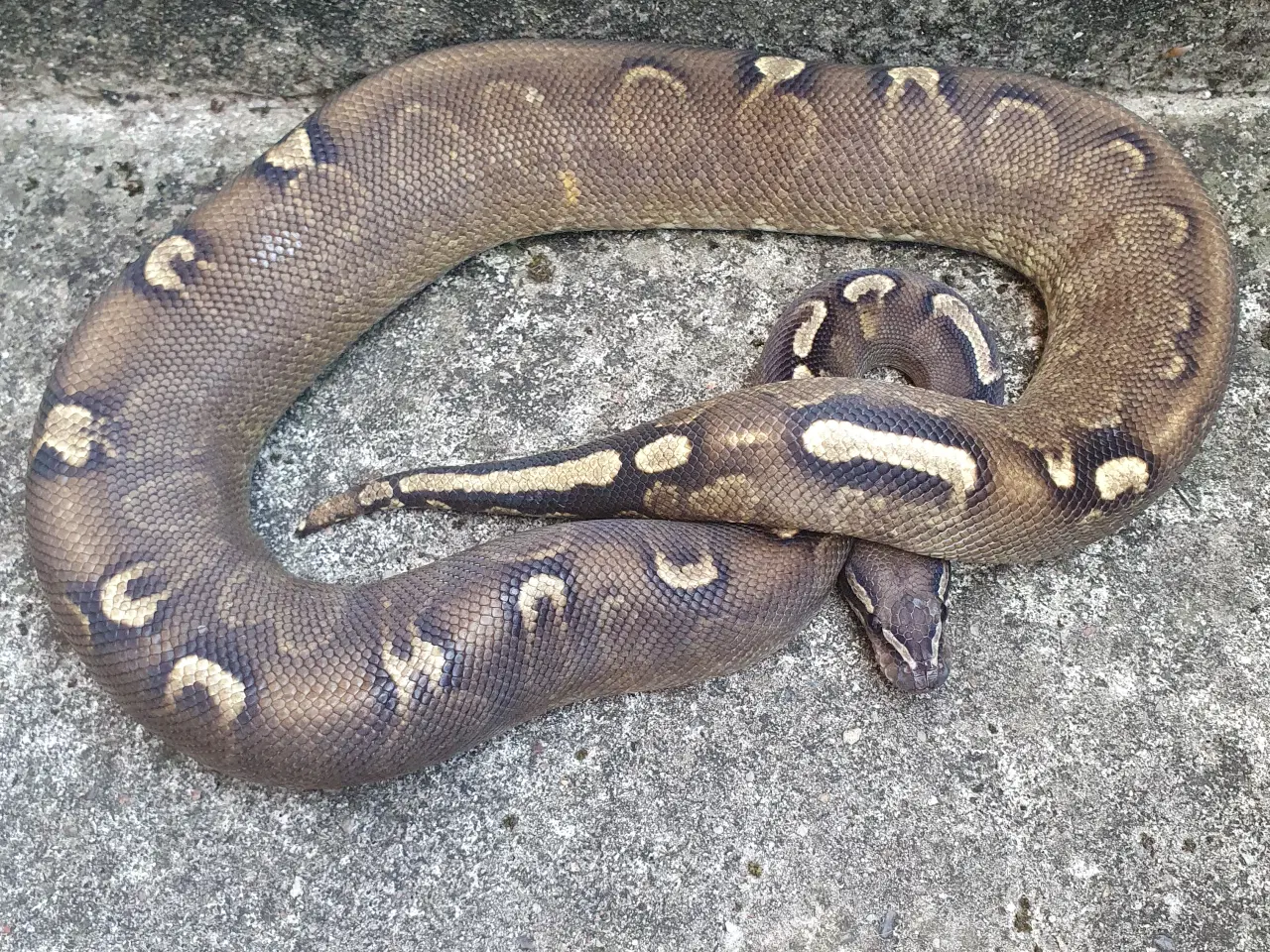 Billede 4 - Kongepython morfer 2024/25