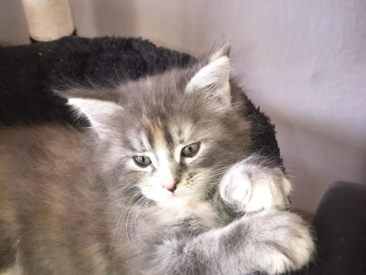 Billede 3 - Maine Coon killinger 8 uger flytteklar om 4 uger, 