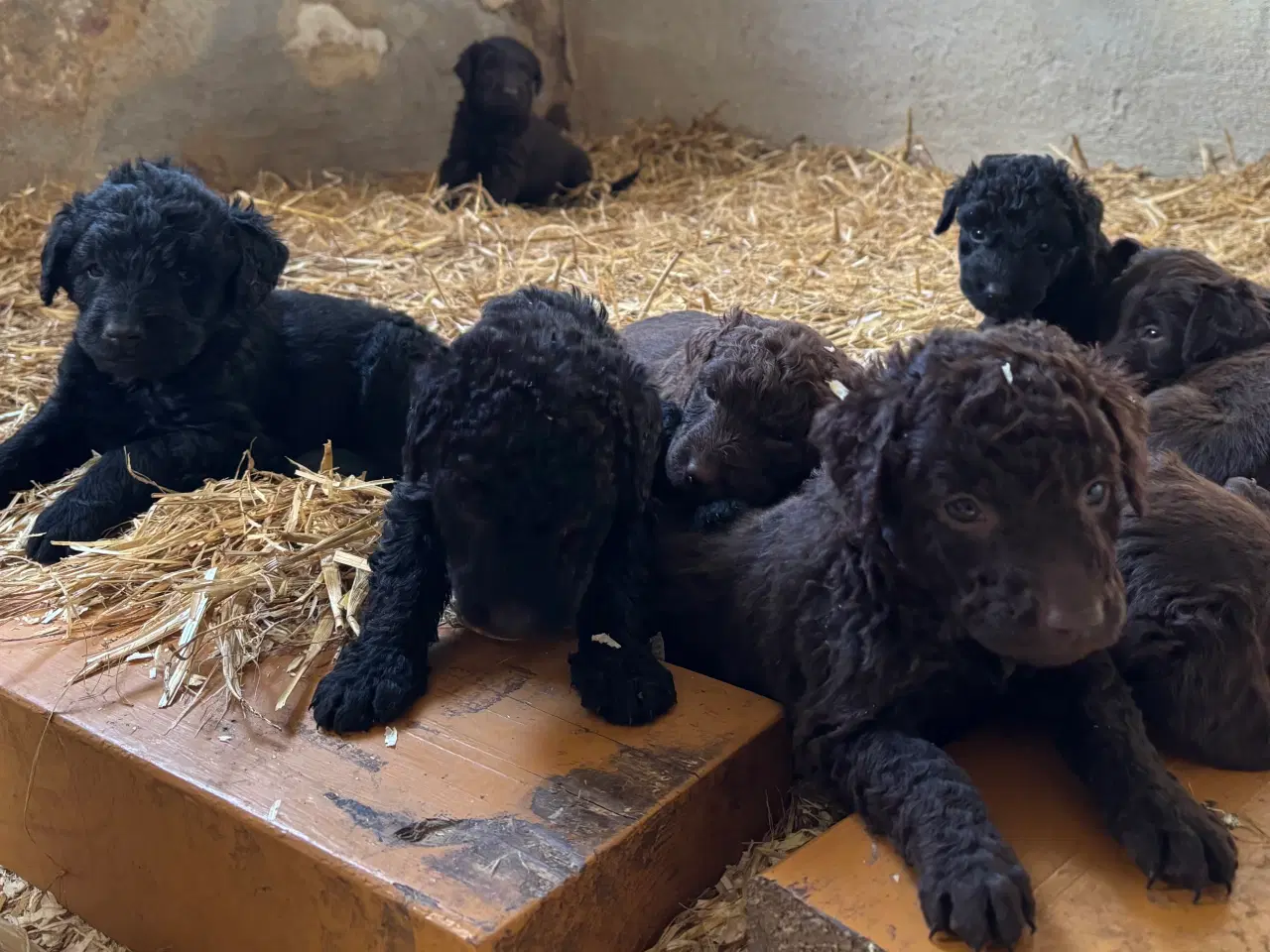 Billede 3 - Labradoodle hvalpe søger nye hjem 