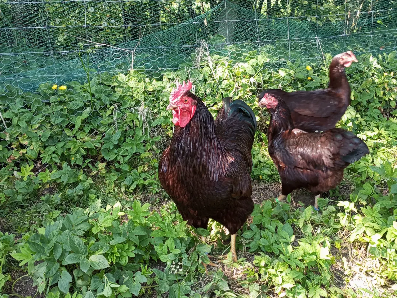 Billede 3 - Rhode Island Red  rugeæg 10 kr