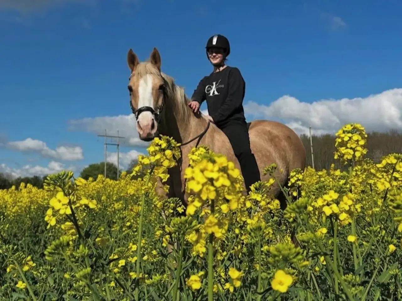 Billede 2 - Projekthest sælges 