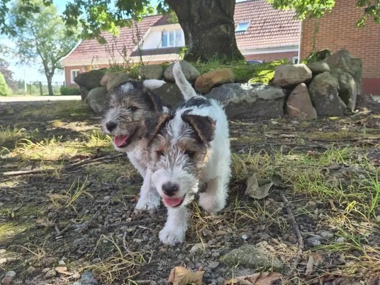 Billede 11 - Foxterrier hvalpe 8 uger