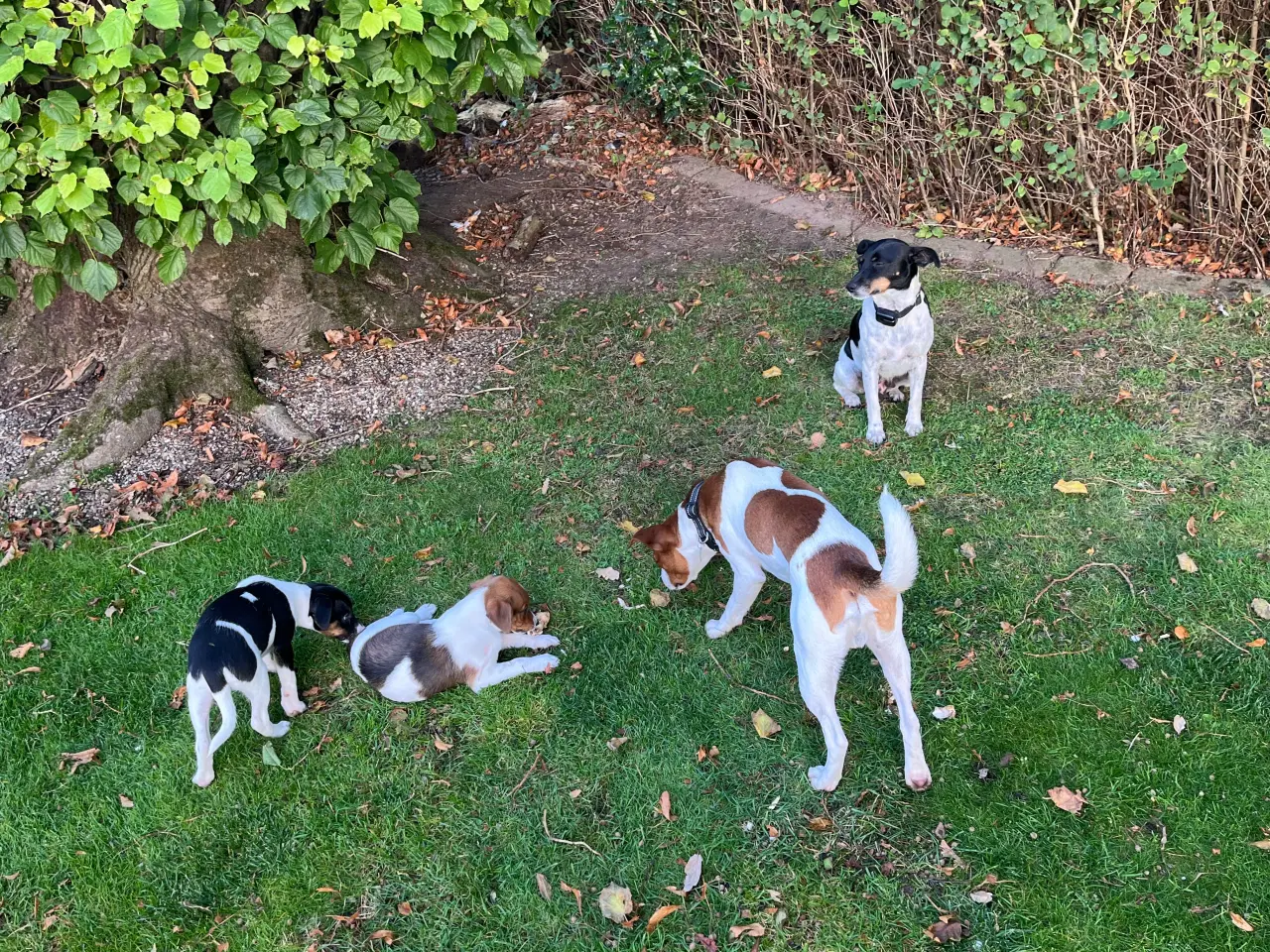 Billede 12 - Dansksvensk Gårdhund hvalpe