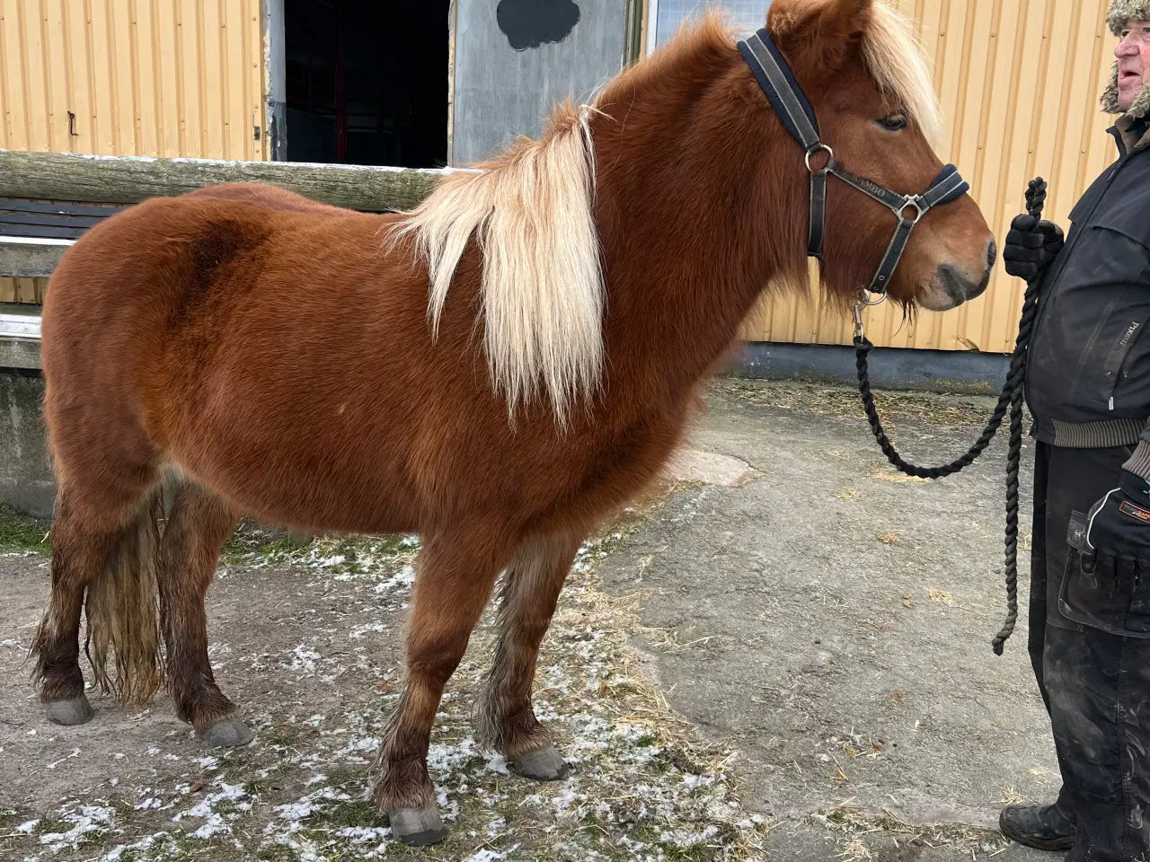 Billede 5 - Islandske heste reserveret 