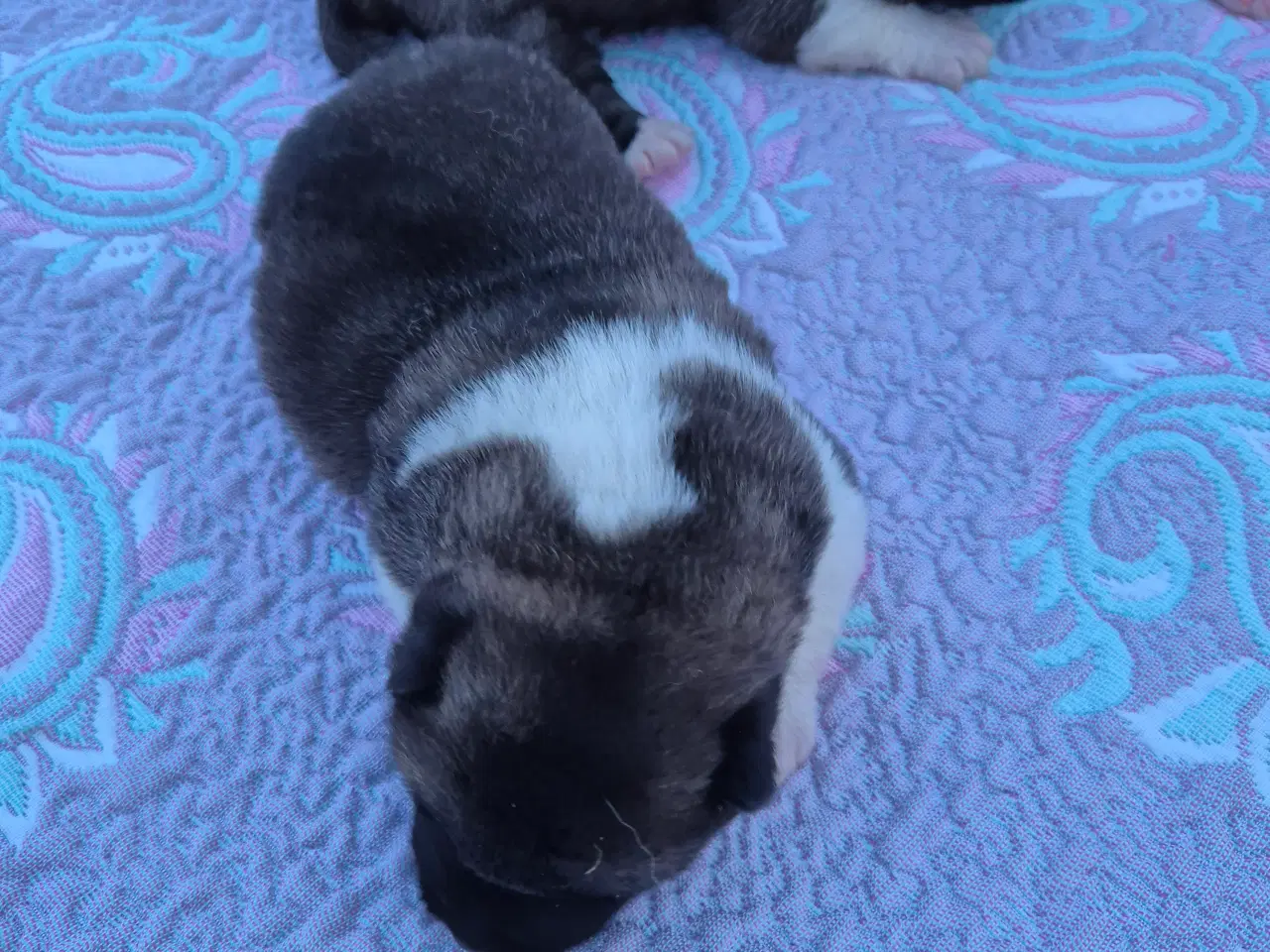 Billede 4 - Hundehvalpe American Akita