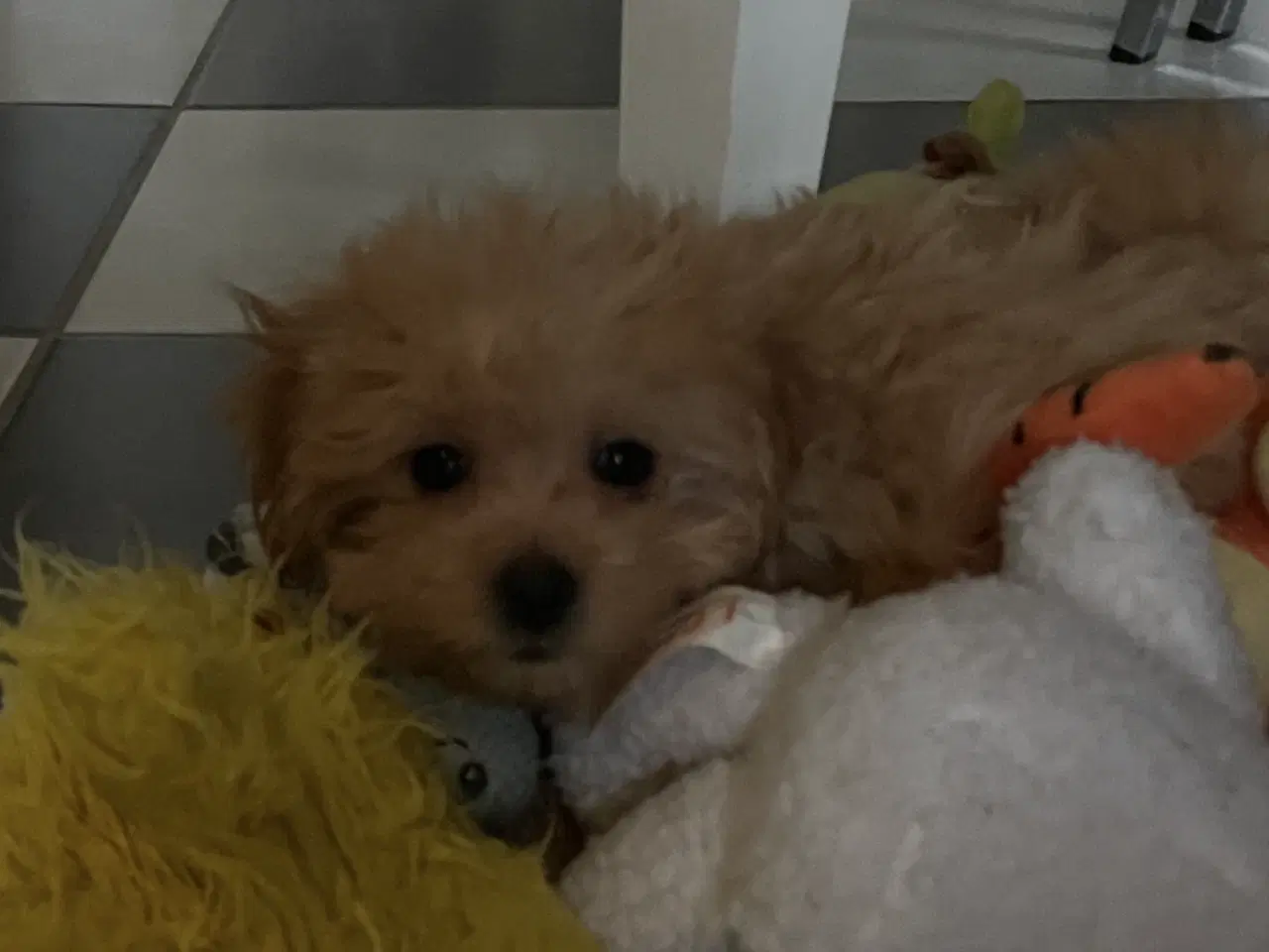 Billede 10 - HAVAPOO HVALPE-REJSEKLARE NU!