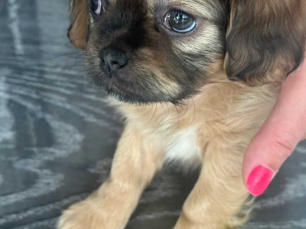 Billede 7 - Shih tzu blandinger 