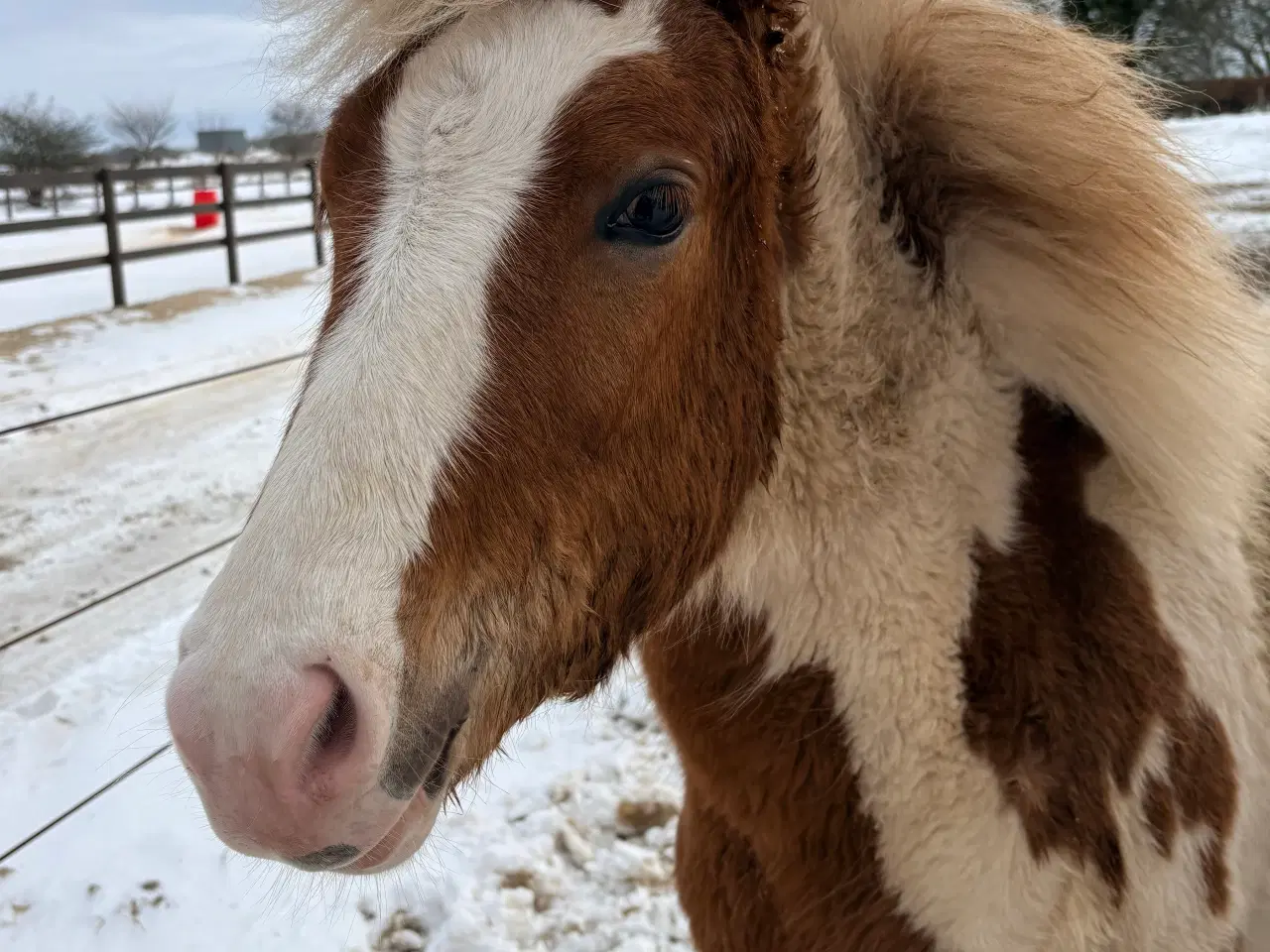 Billede 2 - Lækreste føllebasse efter Sigursteinn