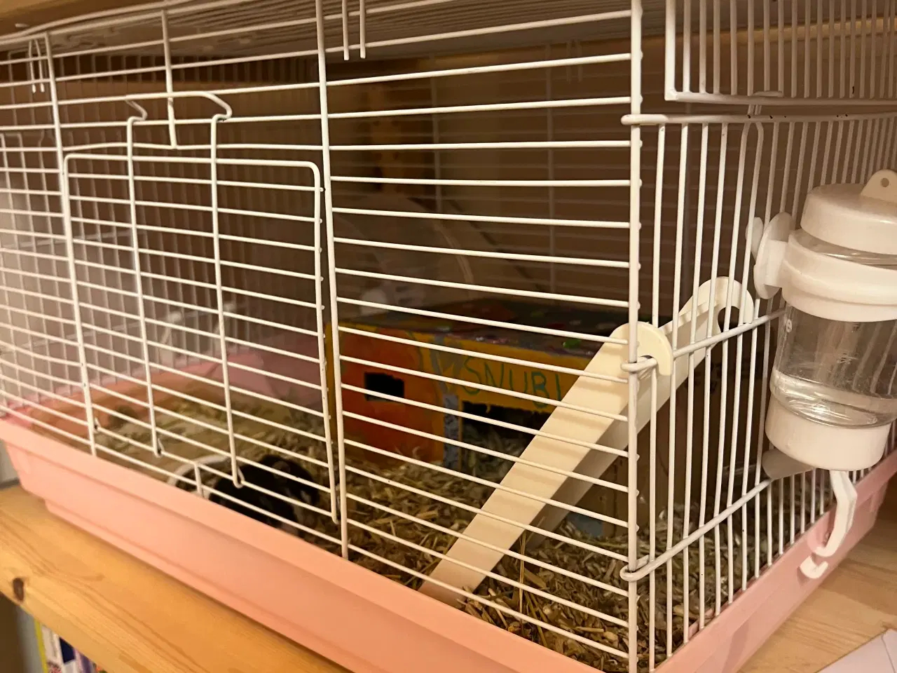 Billede 8 - Hun dværg hamster sælges