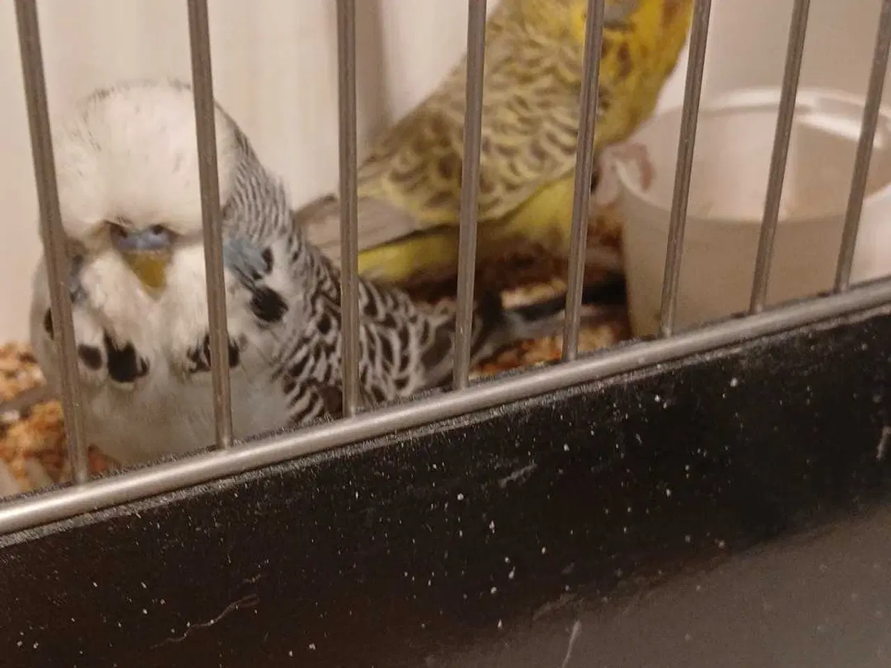 Billede 9 - 1 par Engelske undulater