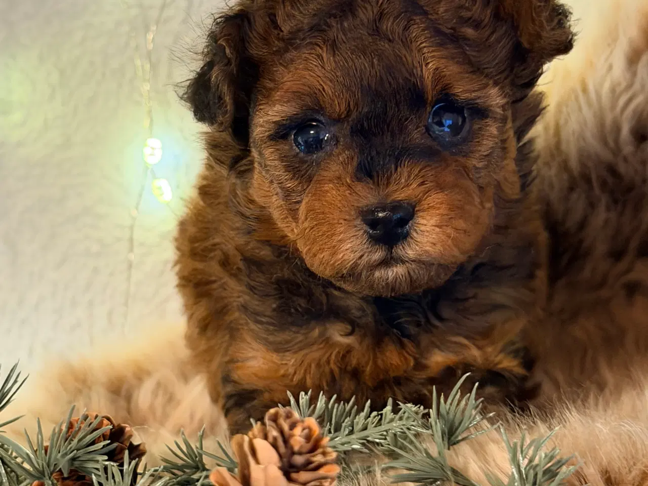 Billede 3 - Pomapoo F1B