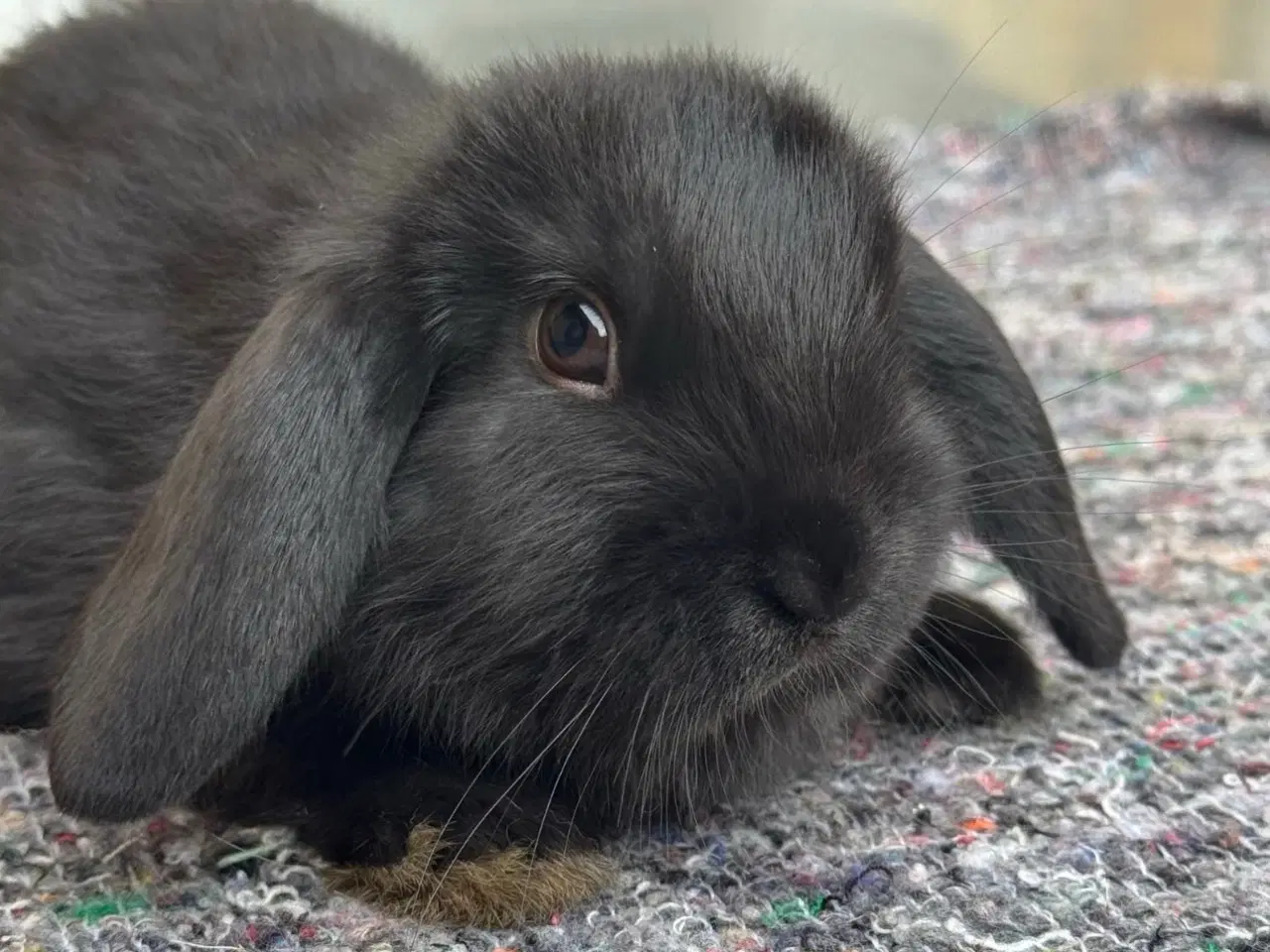 Billede 5 - Han Dværgvædder unge sælges 