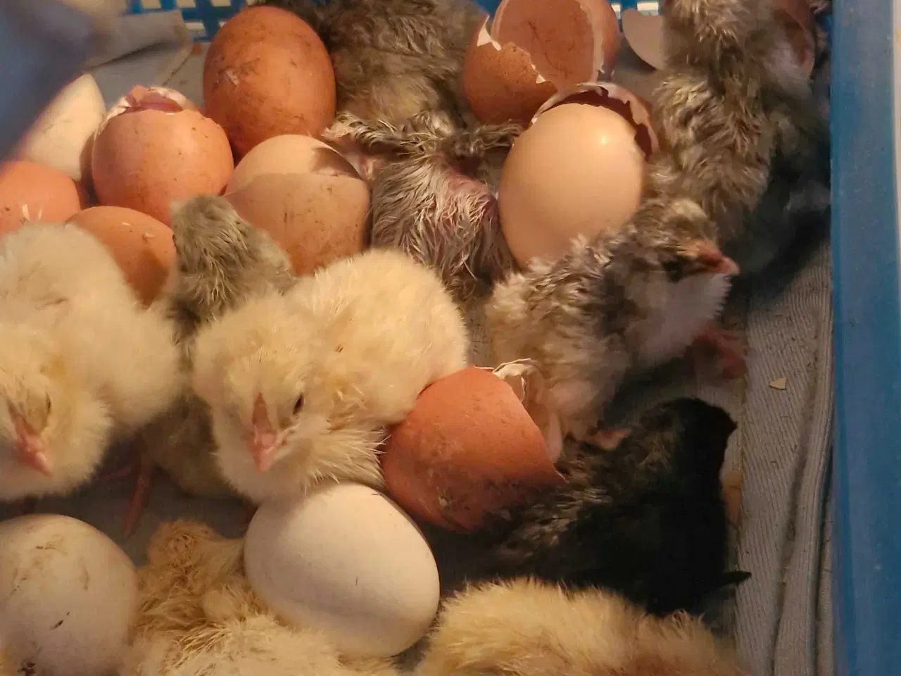 Billede 1 - Daggamle kyllinger, maran, ayam cemani, faverolles