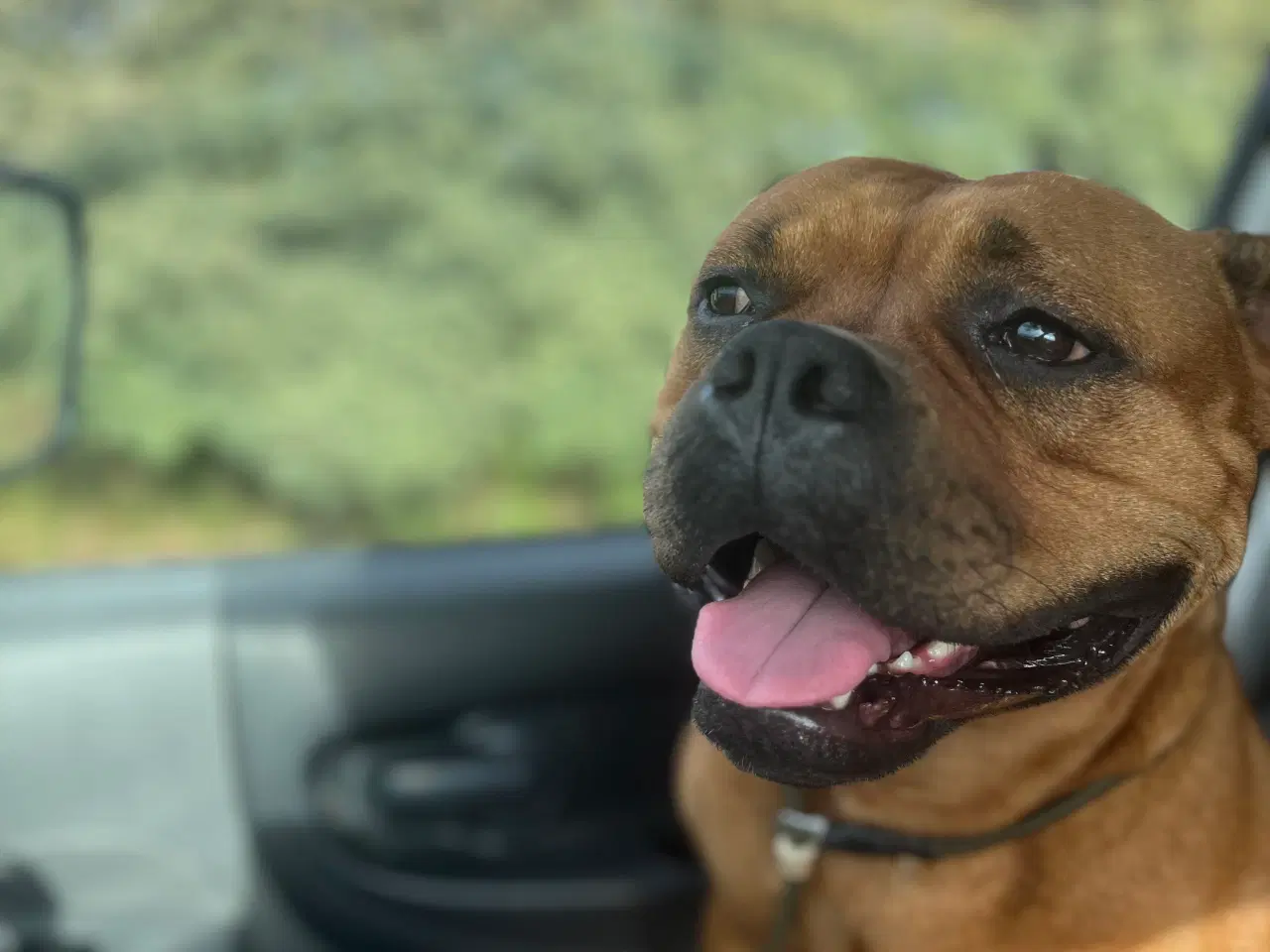 Billede 3 - OEB/Staffy søger nyt hjem