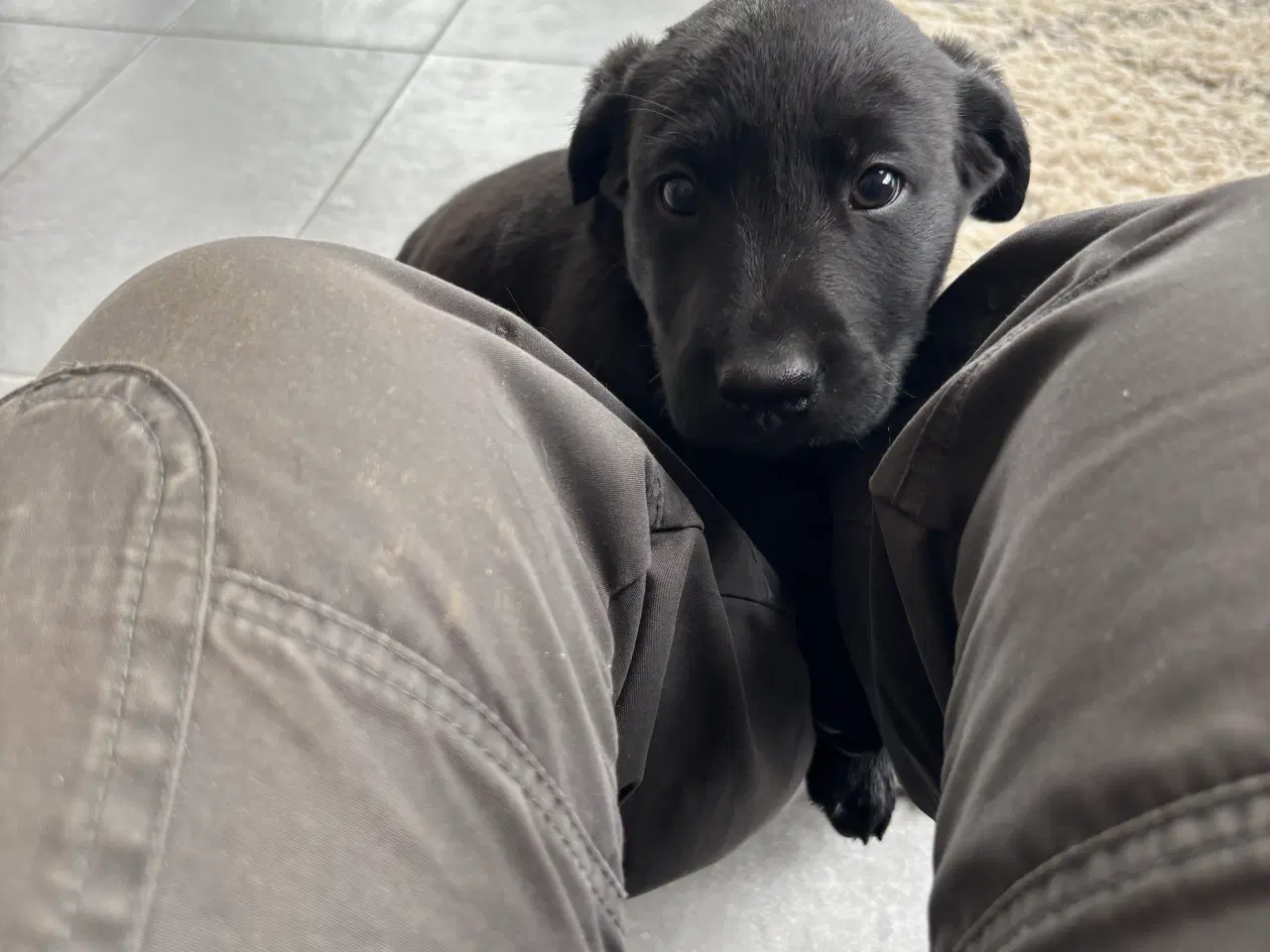 Billede 2 - Sort labrador hvalp