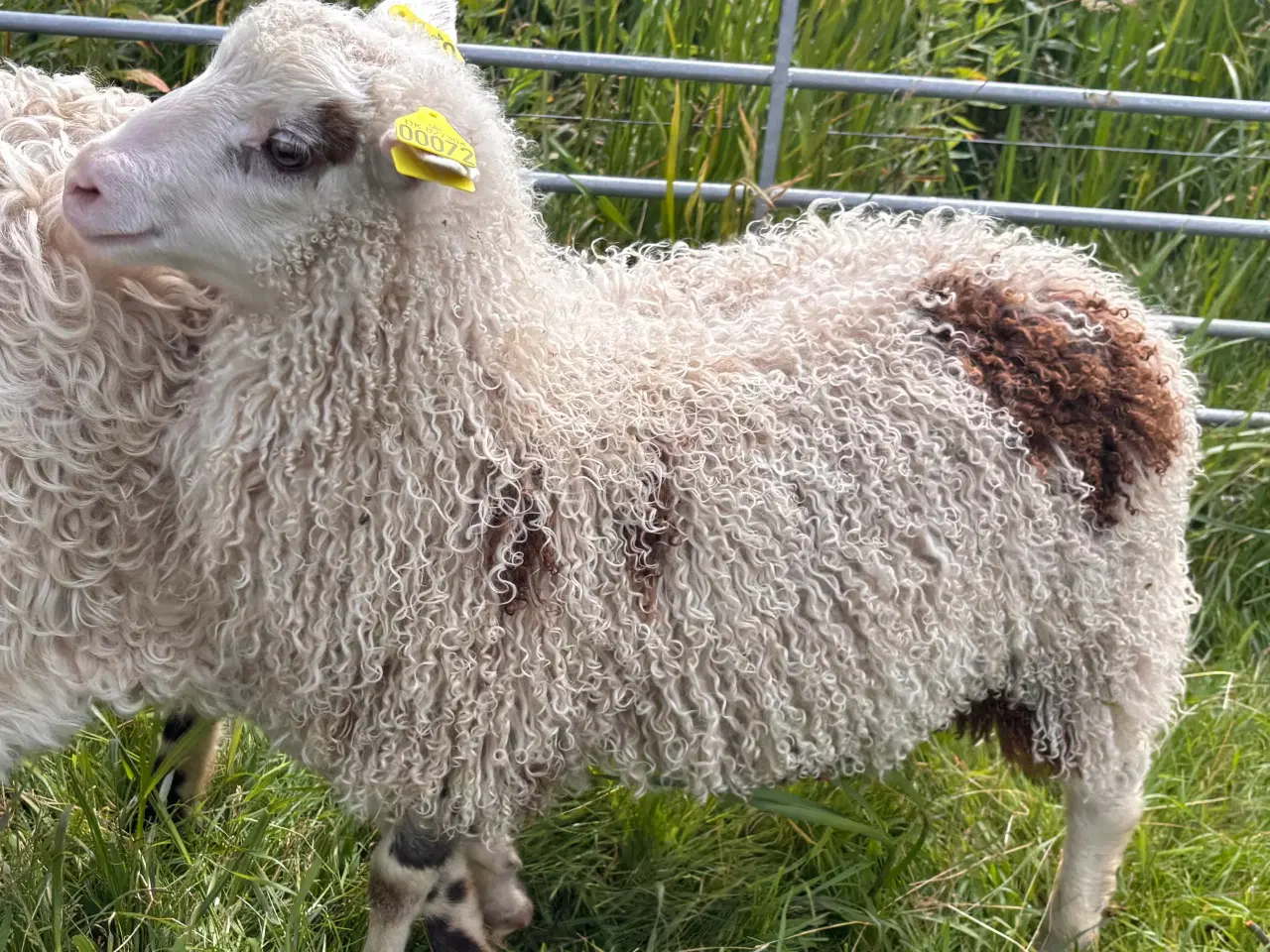 Billede 3 - Spælsau vædderlam med M3 og vaccineret