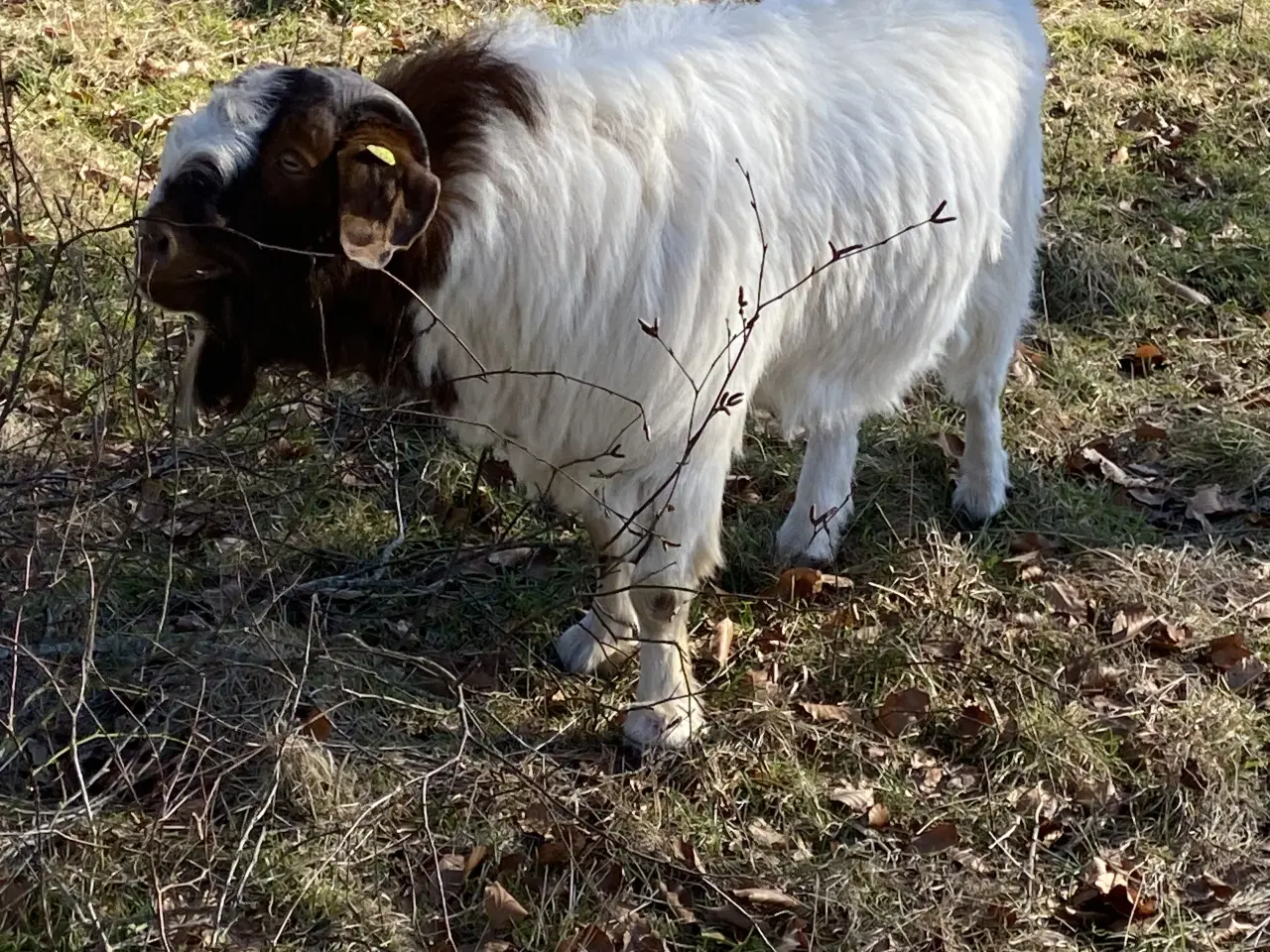 Billede 1 - Boer buk 